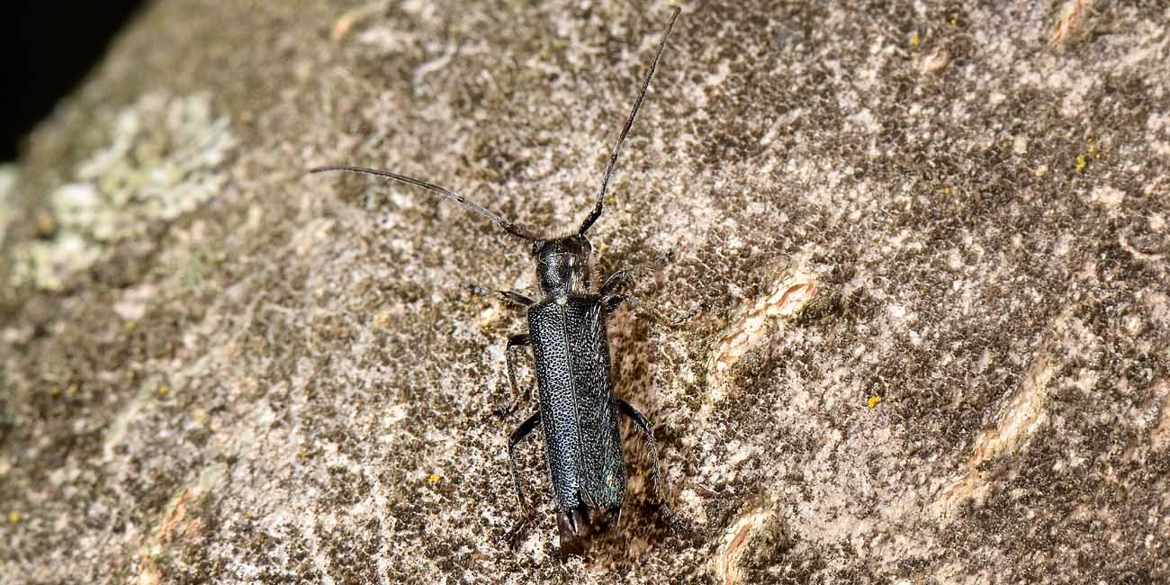 Cerambycidae: Agapanthia sp?  No, Stenostola ferrea